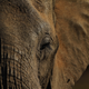 An African elephant.